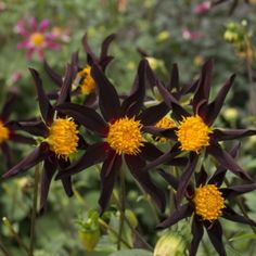 black and yellow flowers in a garden