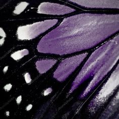 a close up image of a purple and white butterfly's wing with black spots