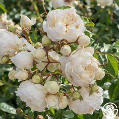 white flowers are blooming in the garden