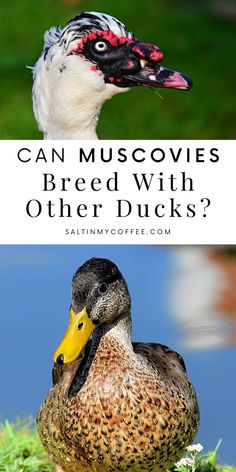 a duck sitting in the grass with text that reads can muscuvies breed with other ducks?