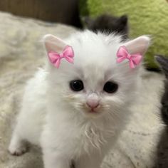 two small kittens with pink bows on their ears