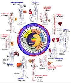 MTC – Back Shu Puntos de Acupuntura – – Esencial Natura – Iridology Chart, Complementary Medicine, Homeopathy Medicine, Trigger Point Therapy, Nursing Books