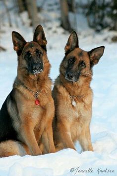 two german shepherd dogs sitting in the snow