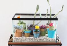 there is a glass case with plants in it on the table and rocks below them