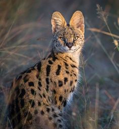 a close up of a cat sitting in the grass looking at something with an alert look on its face