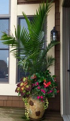 a large potted plant sitting on top of a wooden floor next to a window