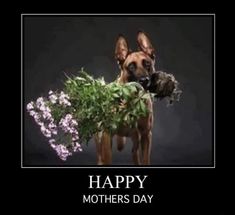 a dog with flowers in it's mouth and the caption happy mothers day