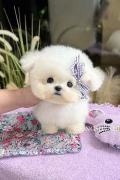 micro teacup puppies Tiny Fluffy Puppies, Teacup Puppy Breeds, Small Cute Puppies, Tea Cup Puppies, Teacup Dog Breeds, Micro Teacup Puppies