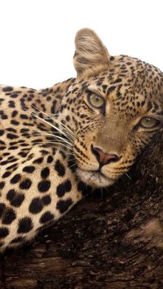 a leopard laying on top of a tree branch