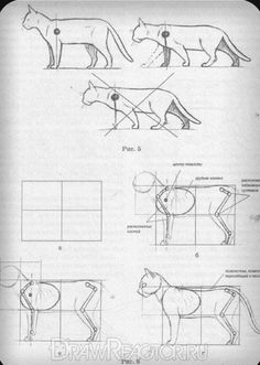 some diagrams showing how to draw a cat with different angles and body parts, including the tail