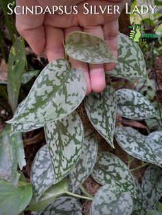 a hand is picking up some leaves from a plant with the words scindapsus silver lady on it