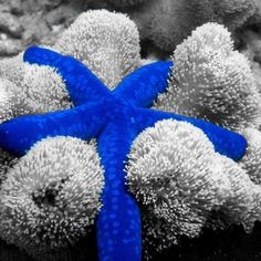 two blue and yellow sea urchins in the water