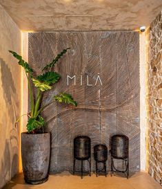 there are three chairs and a plant in front of the sign that says mia on it