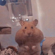 a brown hamster standing on its hind legs