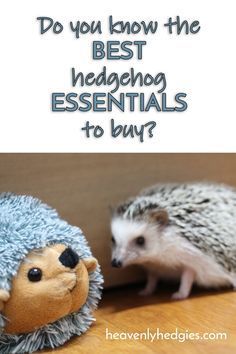 two hedgehogs with the words do you know the best hedgehog essentials to buy?