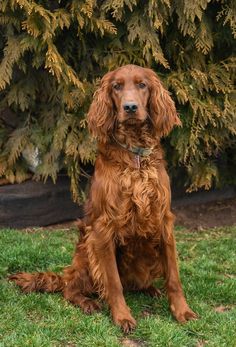 a brown dog sitting on top of a lush green field next to a tree filled with leaves