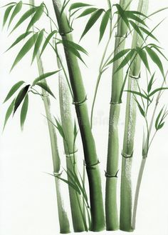 an ink drawing of green bamboo trees