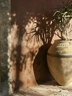 a large potted plant sitting next to a wall with shadows on the walls behind it