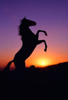 the silhouette of a horse is shown in front of an orange and purple sky at sunset