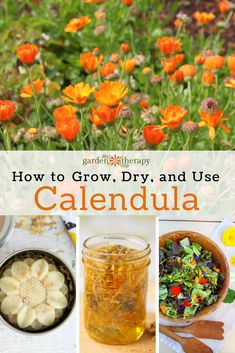 how to grow, dry and use calendula in the garden with pictures of flowers