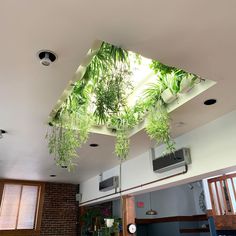 some plants hanging from the ceiling in a room