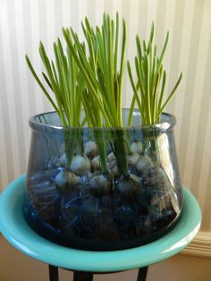 there is a glass bowl with some plants in it