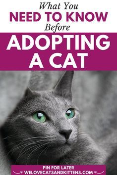 a gray cat with green eyes and the words, what you need to know before adopting a cat