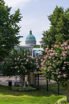 trees with pink flowers in the foreground and a domed building in the back ground