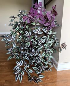 a potted plant sitting on top of a hard wood floor