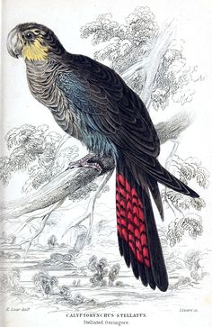 a drawing of a bird sitting on top of a tree branch