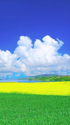 an open field with yellow flowers under a blue sky and white clouds in the background