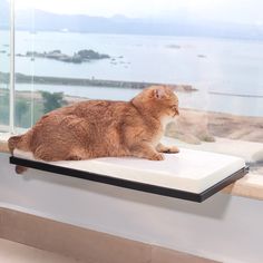 an orange cat sitting on top of a window sill looking out at the water