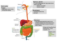 Part 1: The Digestive System | Introductory Nutrition The Digestive System, Bile Duct, Digestive System, Cavities