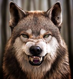 a close up of a wolf's face with trees in the background