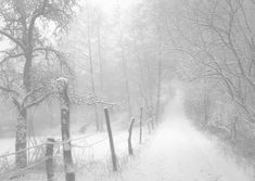 a snow covered path in the woods with trees and fenced in area behind it