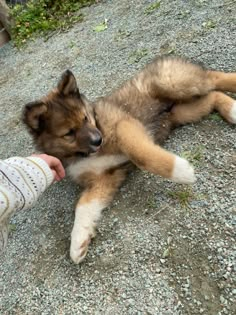 a dog laying on the ground being petted by someone