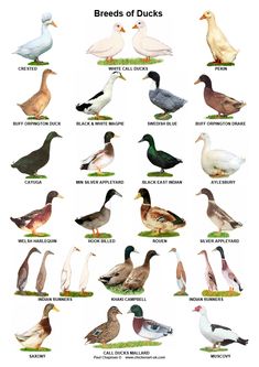 an image of different types of ducks