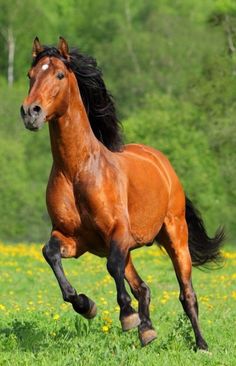 a brown horse galloping through a green field