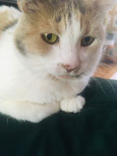 a white and brown cat sitting on top of a person's lap looking at the camera