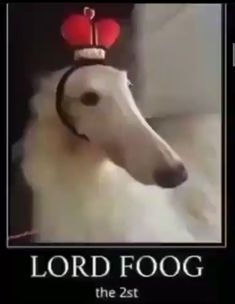 a dog with a crown on it's head and the caption lord foog