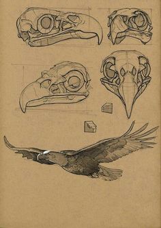 some drawings of different types of birds and their beaks are shown in this image