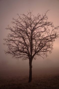 a lone tree in the middle of a field on a foggy day