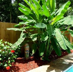 a large green plant next to a pool in a backyard with flowers and plants around it