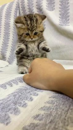 a small kitten sitting on top of a bed next to a person's foot