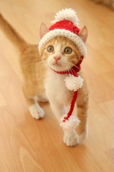 an orange and white cat wearing a santa hat on top of a hard wood floor