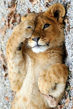 a lion cub is laying on the ground with its head resting against a rock wall