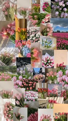 a collage of pink and white tulips