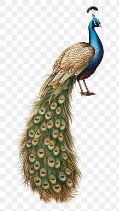 a blue and green peacock with feathers on it's tail, against a white background