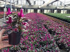 a person holding a potted plant in front of many rows of pink and green plants