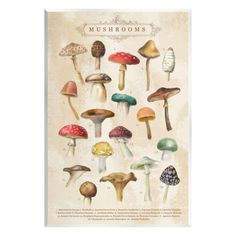 a poster with many different types of mushrooms on it's back side and the words mesmons above them